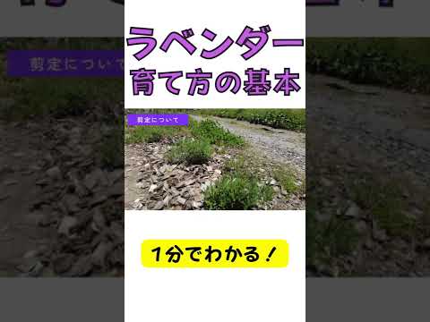 美しく香り豊かでカラフルな庭を作るために、ラベンダーをいつ地面に植えるべきですか?  庭園