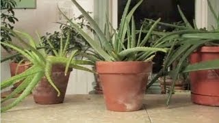 How To Get Aloe From a Plant