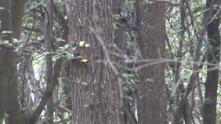 Shape Shifting , Skin Walkers .Trust Nothing