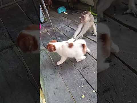 Funny video dog and monkey fighting