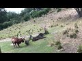 Wildebeest