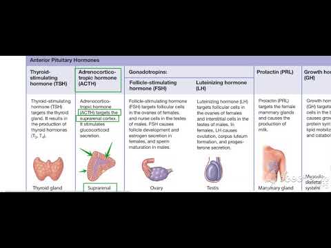 Pituitary gland function 3