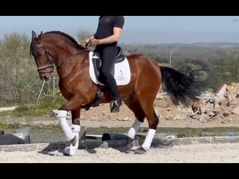 CARAMELO 2017 , PRE - Andalusian Gelding , March 2024 video