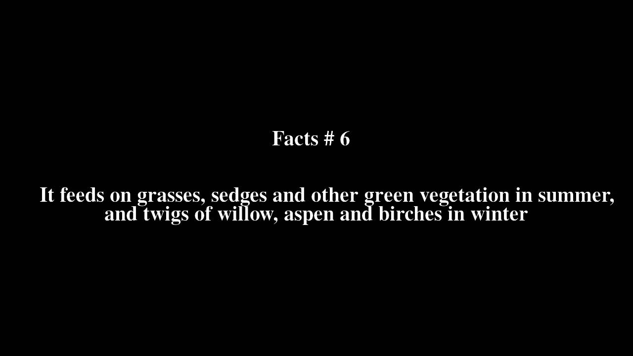 Northern collared lemming Top # 9 Facts