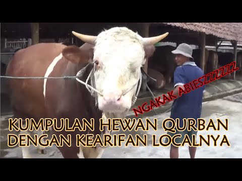 Kumpulan Ulah Hewan Qurban Dengan Kearifan Localnya | Ngakak bikin ketawa