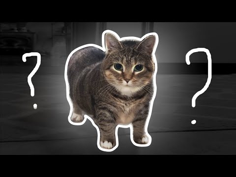 Where Did the OIIA Meme Come From?