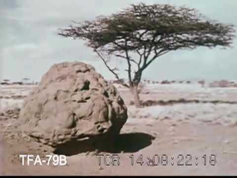 Congo Natty meetz Fikir Amlak - YARED