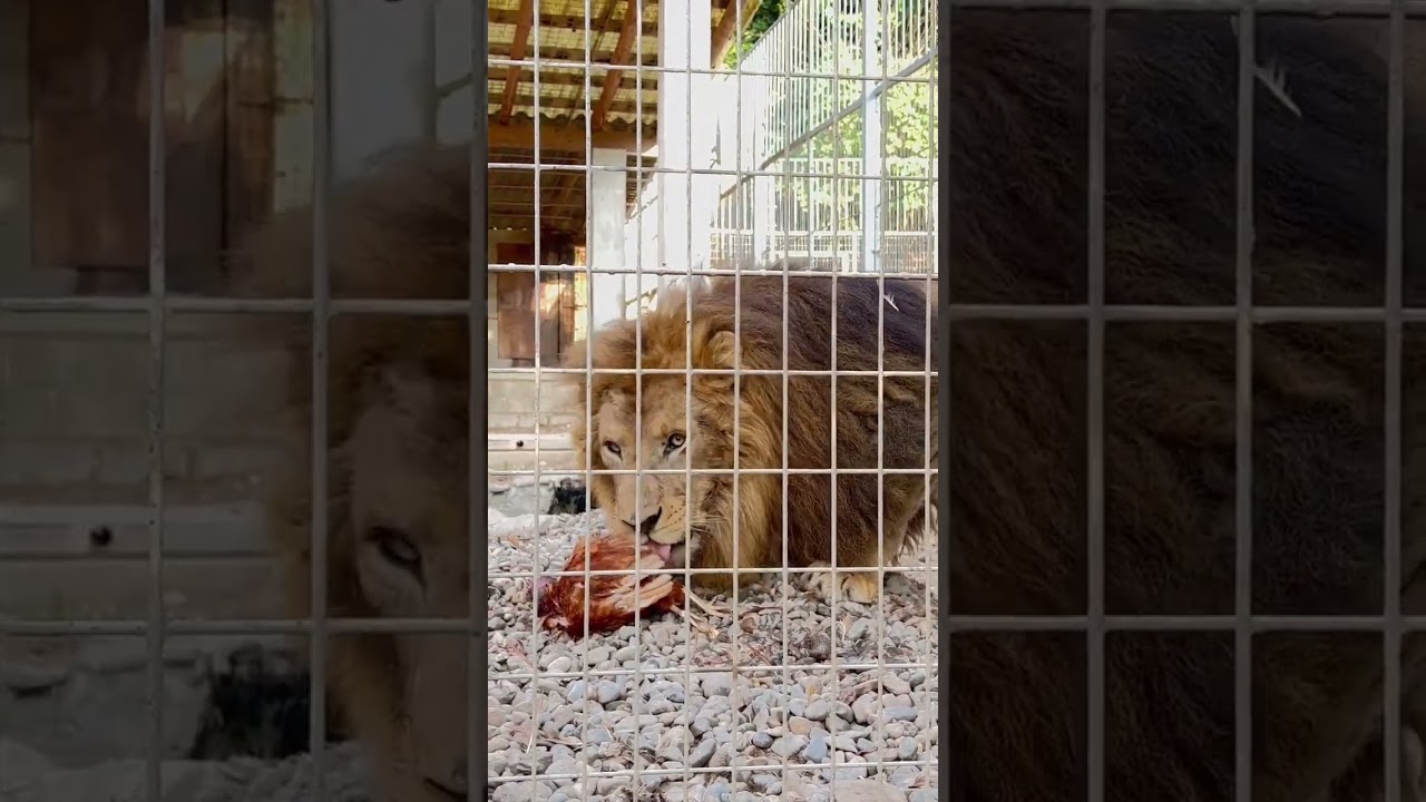 YouTube Short thumbnail