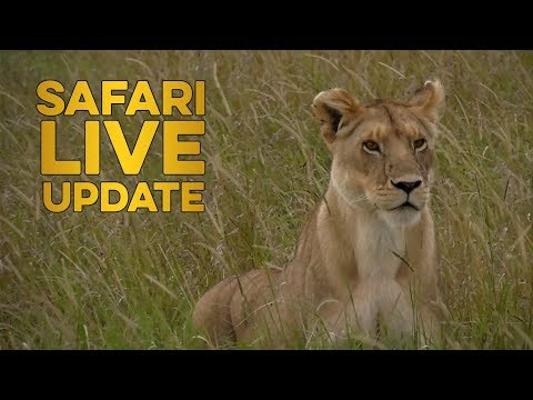 Lone Lioness Hunts Giraffe!