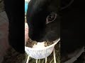 Cute Black Bunny Synchronized Eating Weird Pet Videos Enjoy New ️
