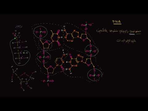 الصف العاشر الأحياء الجُزيئات الضخمة لتركيب الجزيئي للحمض النووي DNA