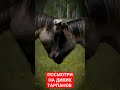 ДИКИЕ ЛОШАДИ/Знакомимся с обитателями заказника «Налибокский»