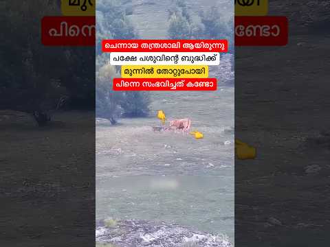 പശു ഒറ്റയ്ക് ആണെന്ന് കരുതി പശുകിടാവിനെ പിടിക്കാൻ ചെന്ന ചെന്നായ്ക്കു പറ്റിയത് കണ്ടോ #shorts