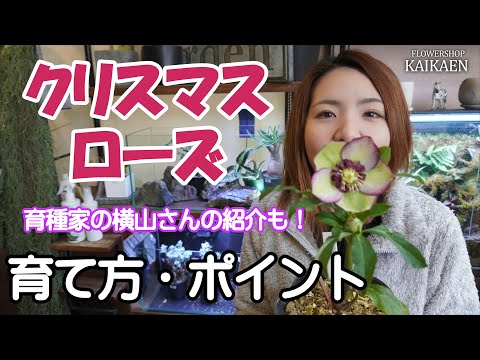鉢植えのクリスマスローズを失敗せずに管理するには？覚えておくべきベストプラクティスは次のとおりです  庭園