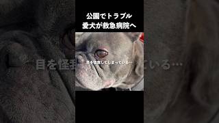 愛犬が公園でトラブル。救急病院へ…