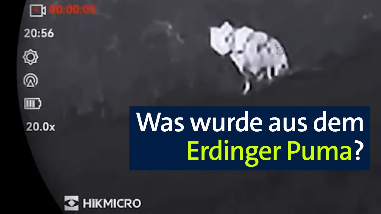 Keine Sichtungen mehr: Was wurde aus dem Erdinger Puma? | Abendschau | BR24