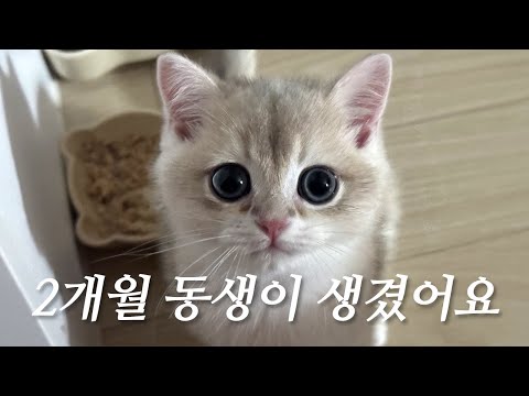 산초에게 동생이 생겼어요.. 3일 만에 성공한 아기 고양이 합사 과정