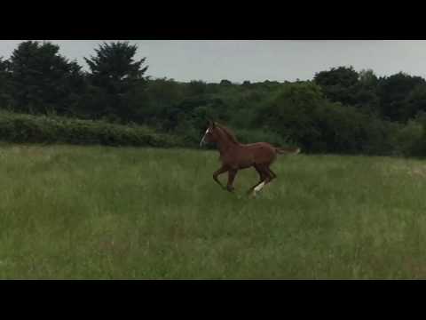 Clarimo Colt at 5 Weeks