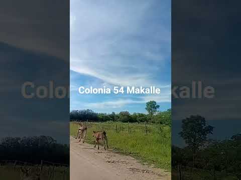 recorrida colonia 54 Makalle
