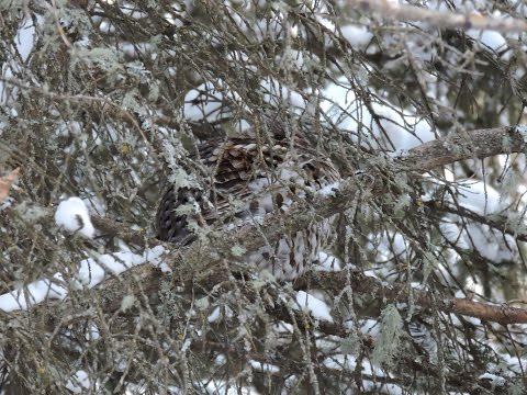 Observing Ruffed Grouse in Winter