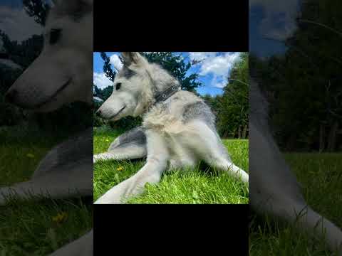 фото садовая ул, 19, деревня брановичи, серяжский сельсовет, слуцкий район, минская область, 3 комн., 100 м² 0