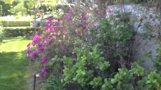 Feng Shui Tips for a spring garden