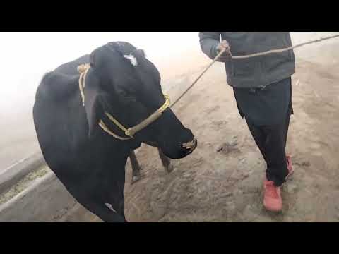 chulstani Caras cow far in sel Pakistan youtop #taqwa Panjab TV youtop*25/12/2022*03012888250