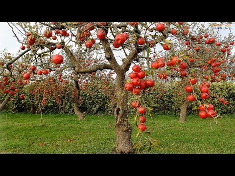 WOW! Amazing Agriculture Technology - Apple