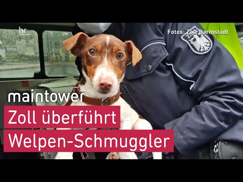 Welpen-Schmuggler überführt | maintower