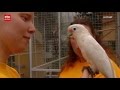 Stichting Papegaaienhulp heet voortaan World of Birds Foundation