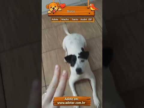 Vídeo de Bruce 