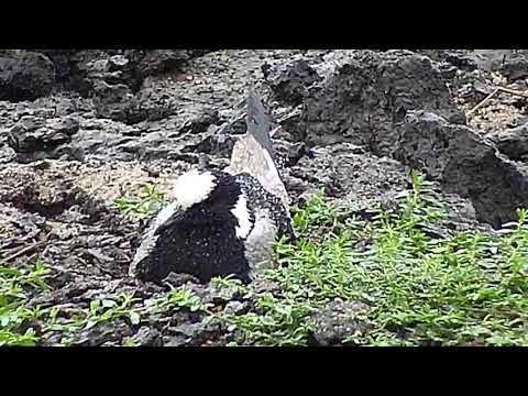 Djuma: Sights and sounds on a rainy day - 17:25 - 09/01/20