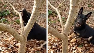 Dog Mistakes Tree Branch For Stick