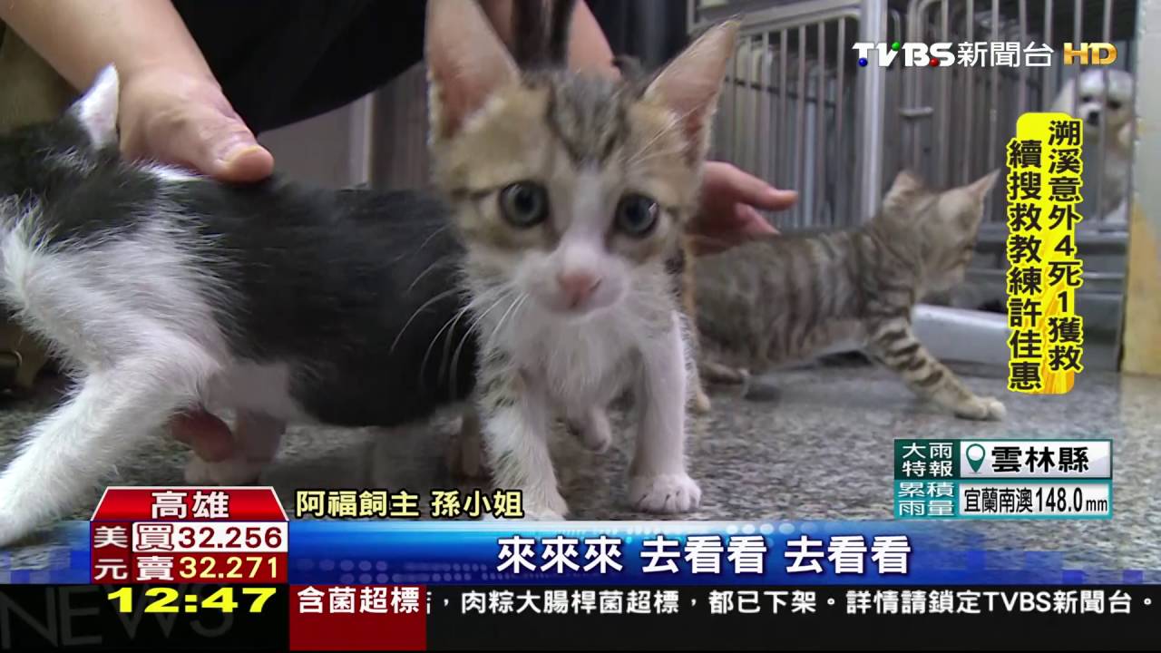 讓生命延續　癌狗死前草叢救出4隻貓咪