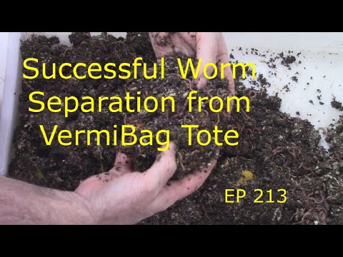 VermiBag  Ep 213   Successful Worm Separation from VermiBag Tote