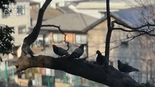色々な場所のハトたち
