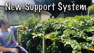 Supporting Potatoes  - The New System!