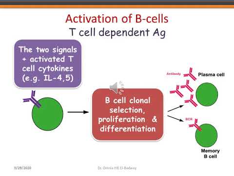 Humoral immunity | lecture 31| General Microbiology & Immunology Course | Dr  Omnia Hassan Bakr