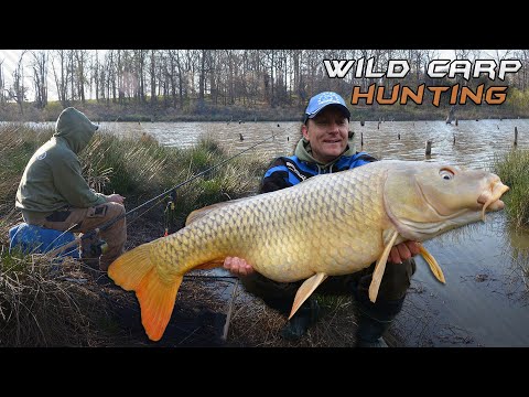 Döme Gábor - Cserkelő pontyhorgászat