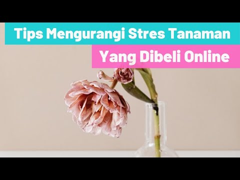 Efek pada Phenazepamum potensi Exciter untuk wanita apel malam