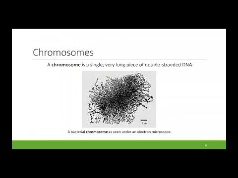 BIO100 Chapter 6 High Quality - Reproduction at the Cellular Level
