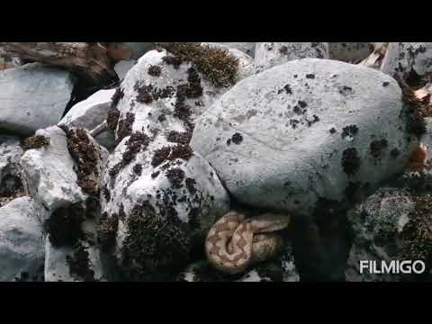 Leglo poskoka - The litter of Horned viper