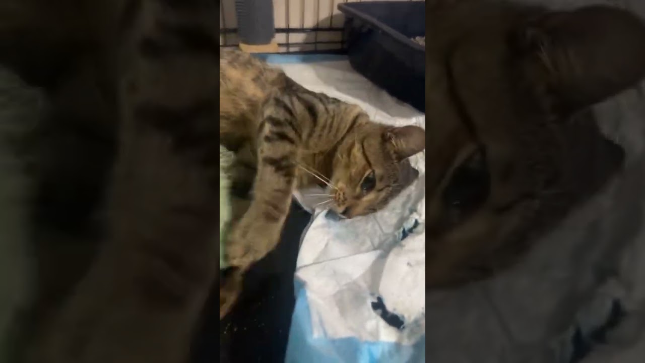Enlarge Benny, a Adoptable Domestic Short Hair in Orlando, FL video 3/3