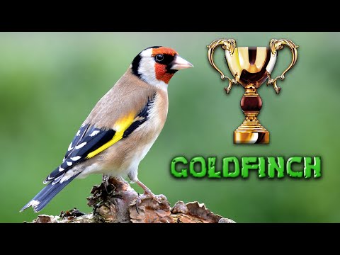 The BEST GOLDFINCH 12h Training song