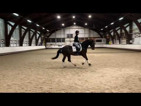 Hannover dressage stallion 2016