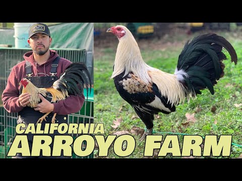 Napa California Beautiful Birds Arroyo Farm | Farm Visit