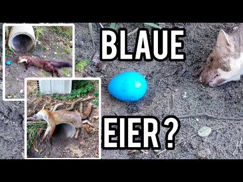 Viele Fänge zum Saisonstart - Wie fängt das blaue Ei? Fallenjagd auf Fuchs & Marder @FANGJAGD