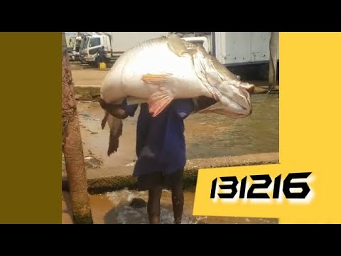 Random video for you! #3