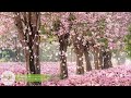 12. Sınıf  İngilizce Dersi  Music 10 hours of relaxing music by Soothing Relaxation. Soft piano music (★137) that can be described as sleep music, healing ... konu anlatım videosunu izle