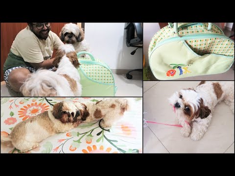 My Puppies getting ready for a Road trip | Travel Bag For Your Dog| Morning playtime of my puppies